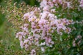 Crepe Myrtle Lagerstroemia indica Souvenir d`Hubert Puard, pink flowering shrub